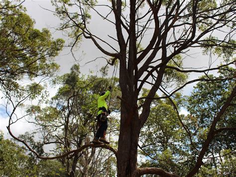 tree care toowoomba|10 BEST Arborists in Toowoomba QLD .